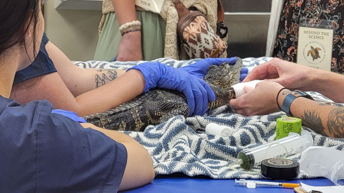 Rescue staff caring for an alligator at the Georgia Sea Turtle Center on Jekyll Island, Georgia.